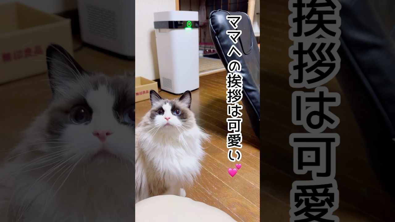 【相手によって態度を変える猫】#猫 #猫のいる暮らし #ラグドール #shorts