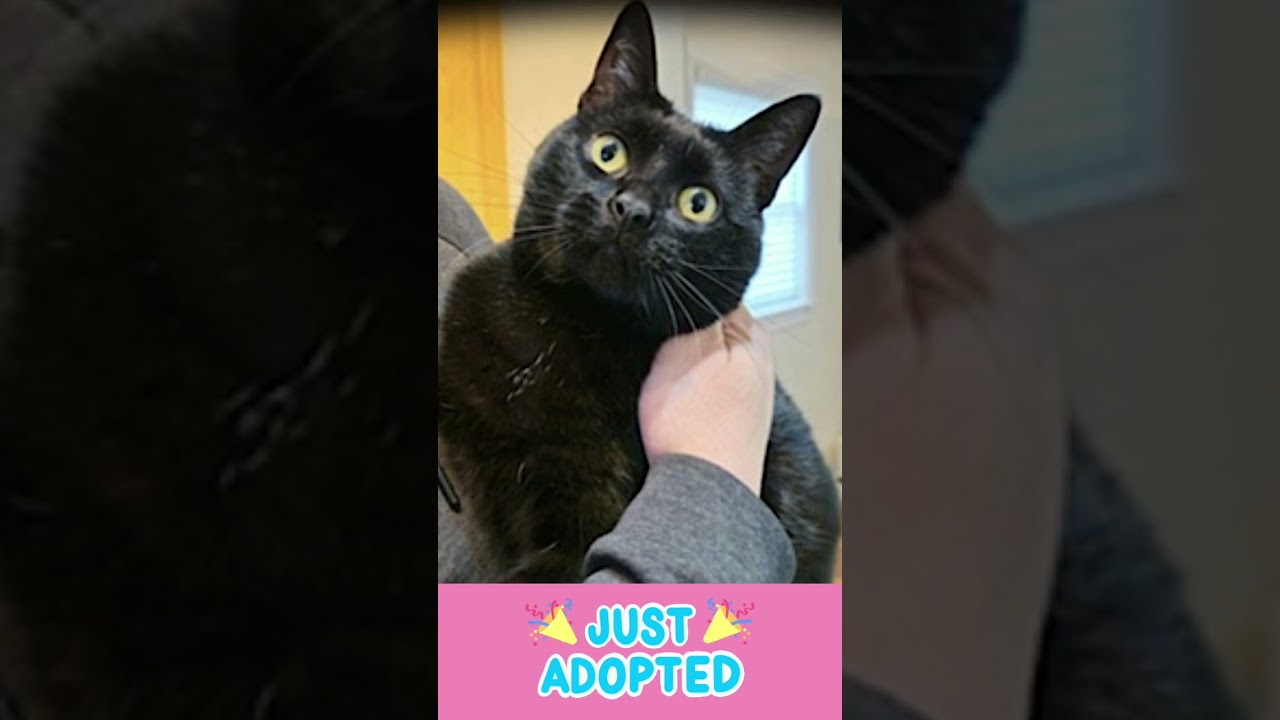 🎉 Paw-some News! Luna has been adopted! 🥳