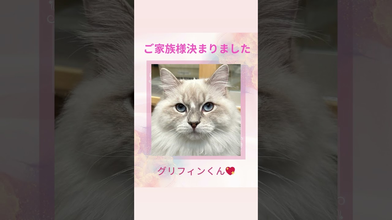 #サイベリアン の#子猫 グリフィン君😻ご家族様決まりました😻ロイヤル・キャッツのこだわり！子猫には40種類の遺伝子疾患に対して5年間の健康保障をお付けしています😻#ペットショップ