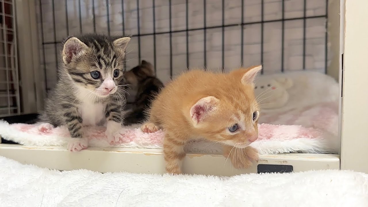 生後22日 ダミ声で鳴く兄妹が気になる赤ちゃん猫【ラプ保護物語#28】Kittens staring at husky-voiced kitten. 子猫