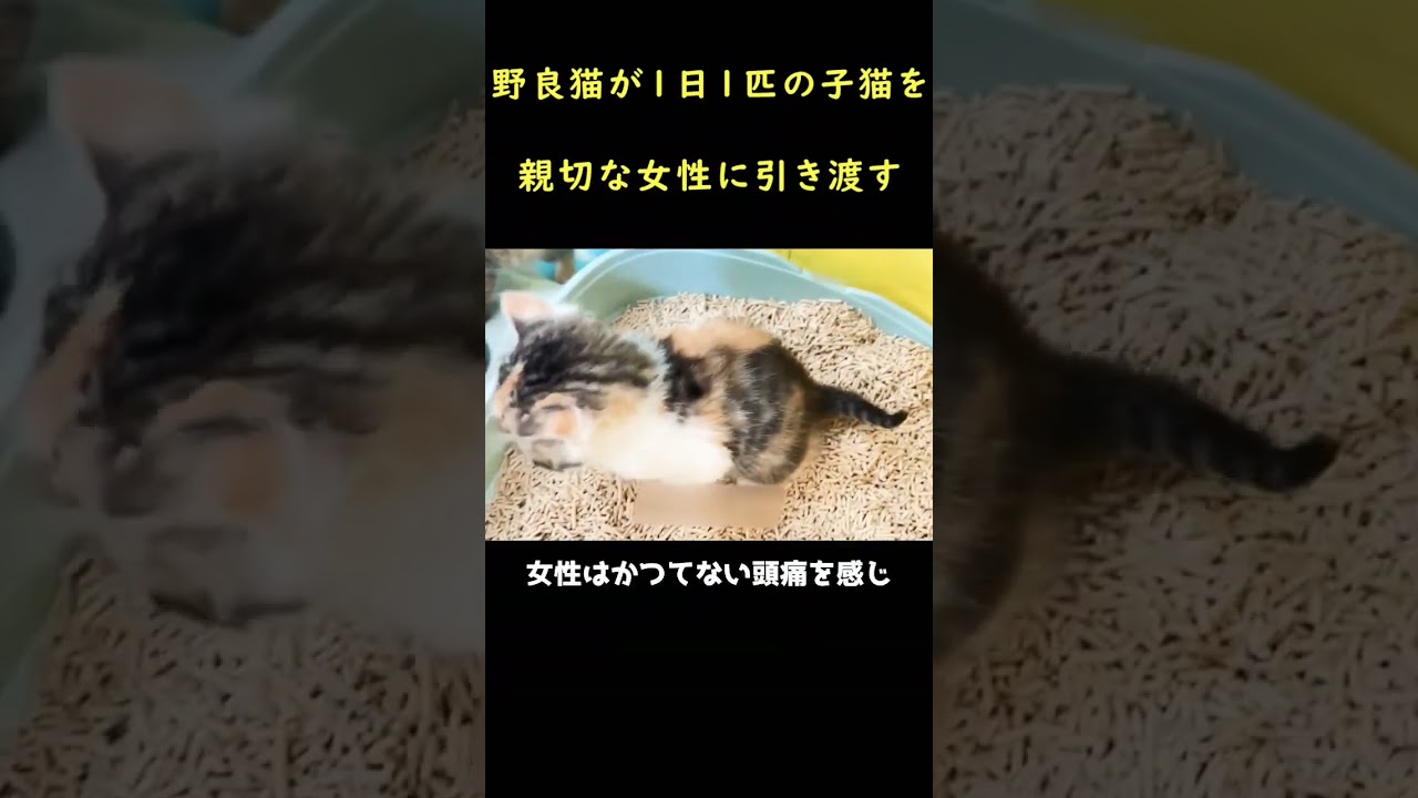 子猫を咥えて助けを求めた母猫！