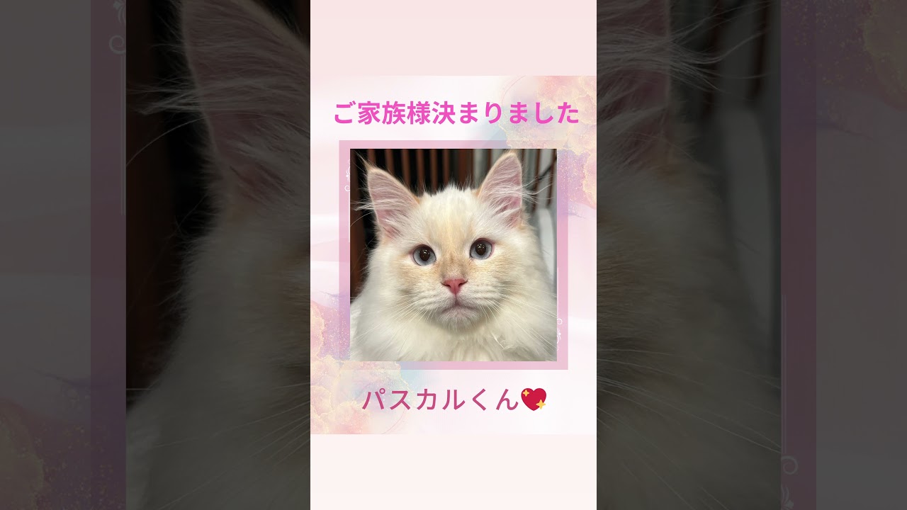 #サイベリアン の#子猫 パスカル君😻ご家族様決まりました😻ロイヤル・キャッツのこだわり！子猫には40種類の遺伝子疾患に5年間の健康保障❣️是非抱っこしにいらして下さい#ペットショップ