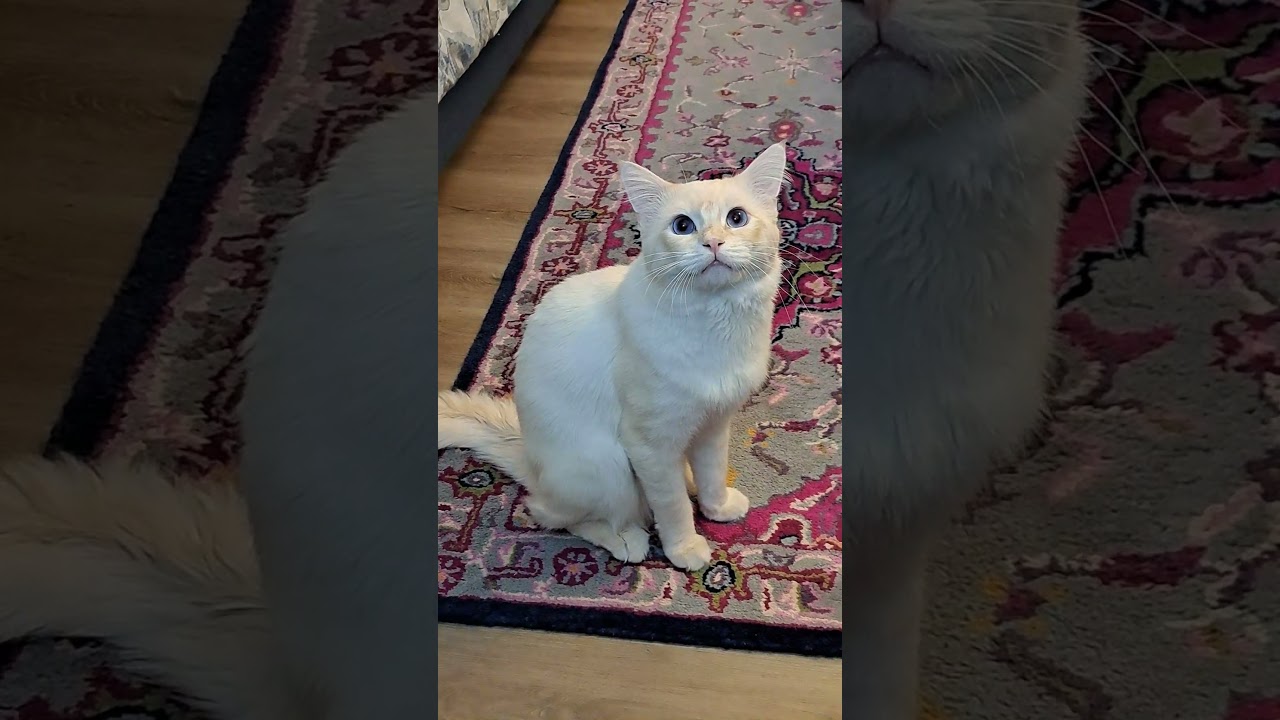 Calling his brother #cat #catlover #animals