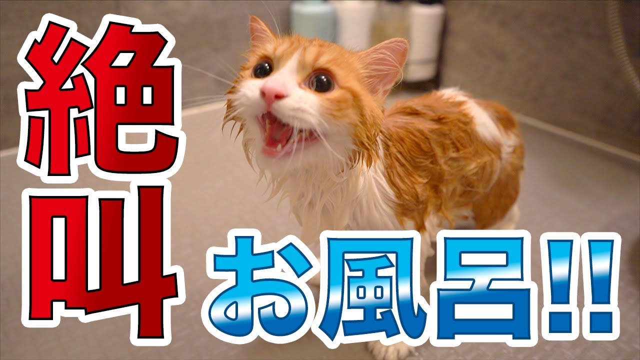 子猫初めてのお風呂で大絶叫シャンプー!!【スコティッシュフォールド】/【Scottish Fold Cat】