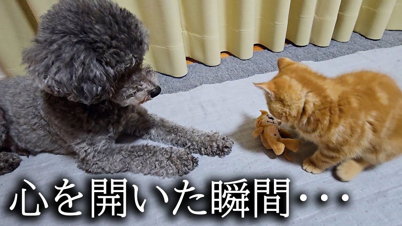 初めて子猫が犬に心を開いた瞬間がこちらです...