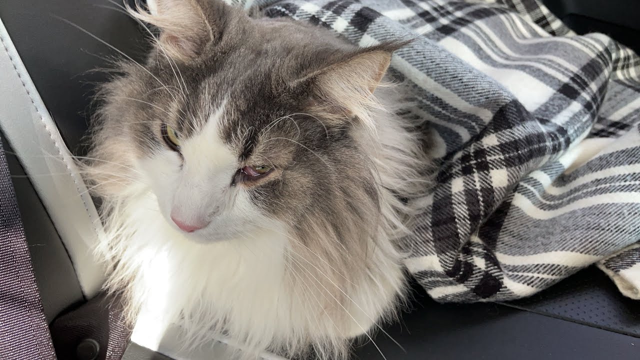 【頑張った‼︎】お目目が腫れちゃったので、病院へ行ってきました🥺ノルウェージャンフォレストキャット