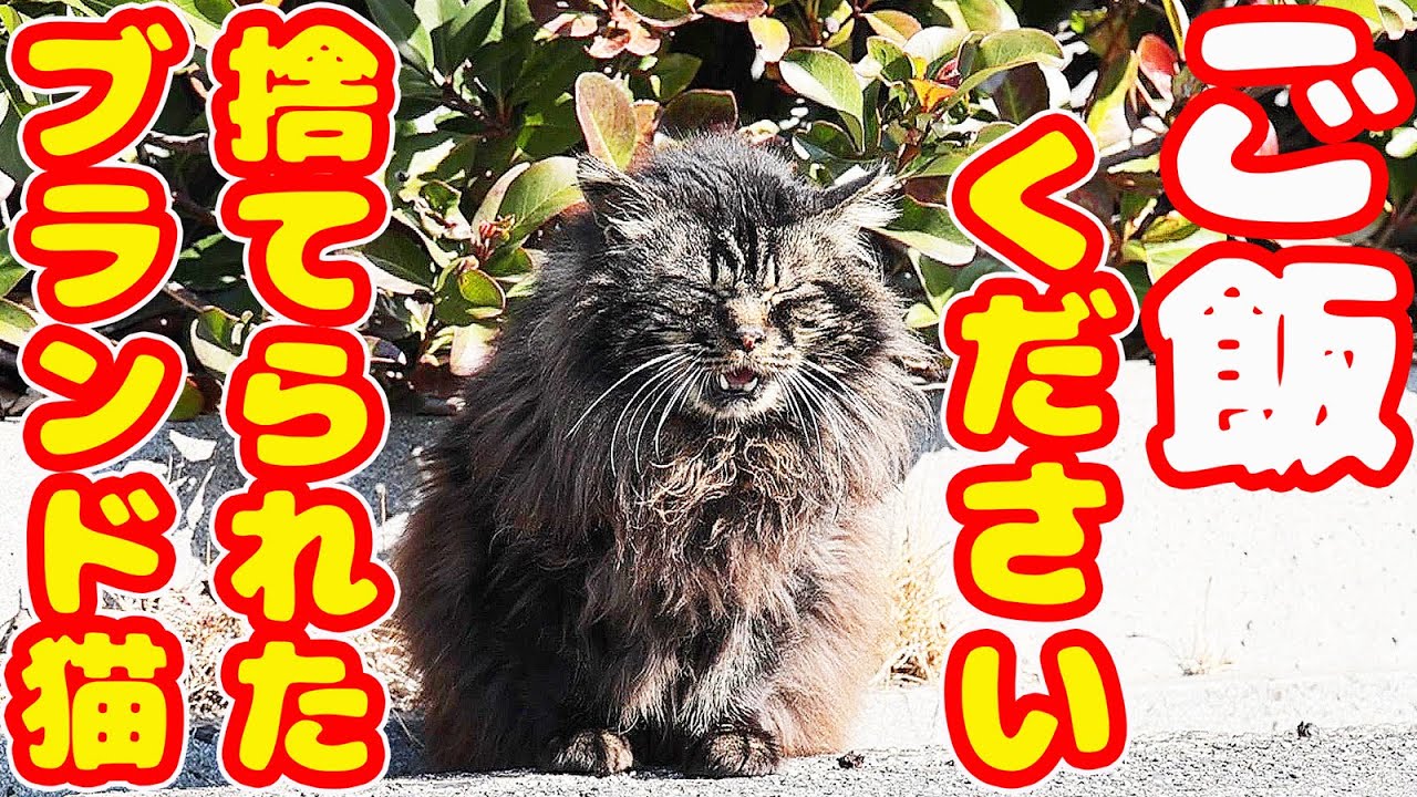 猫捨て場 ブランド猫にご飯をあげにいくと友達のさくらねこが現れた