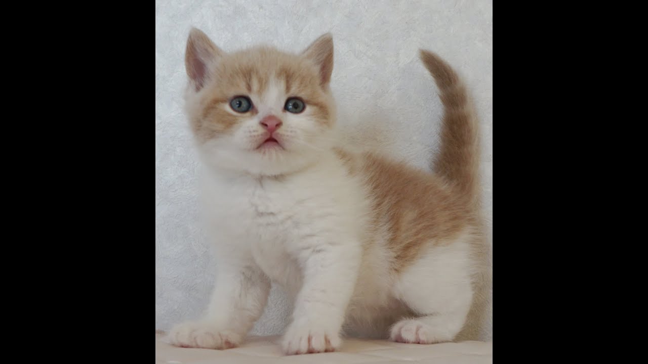 ブリティッシュショートヘアー子猫　British Shorthair　2025.1.21産まれ　クリーム＆ホワイト　男の子　シーダキャット猫のお店