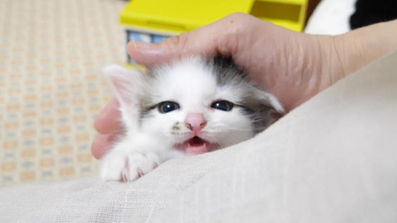 いい匂いに気づいた子猫達が急ぎ足でキッチンに集合する。【赤ちゃん猫　保護猫】