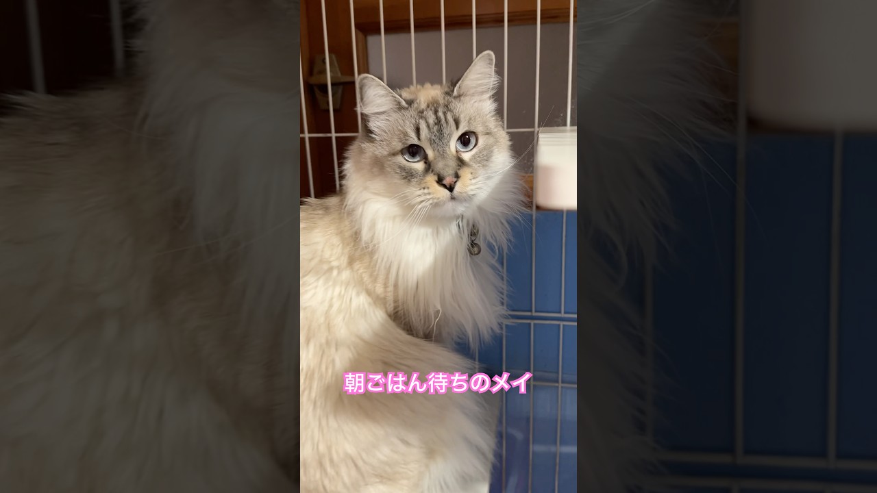 朝ごはん待ちのメイ #メインクーン