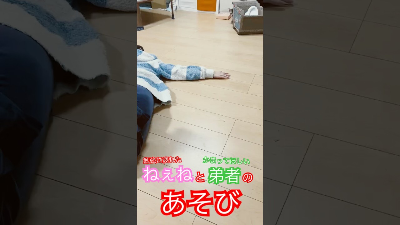謎のあそび　#シンガプーラ  #猫のいるくらし