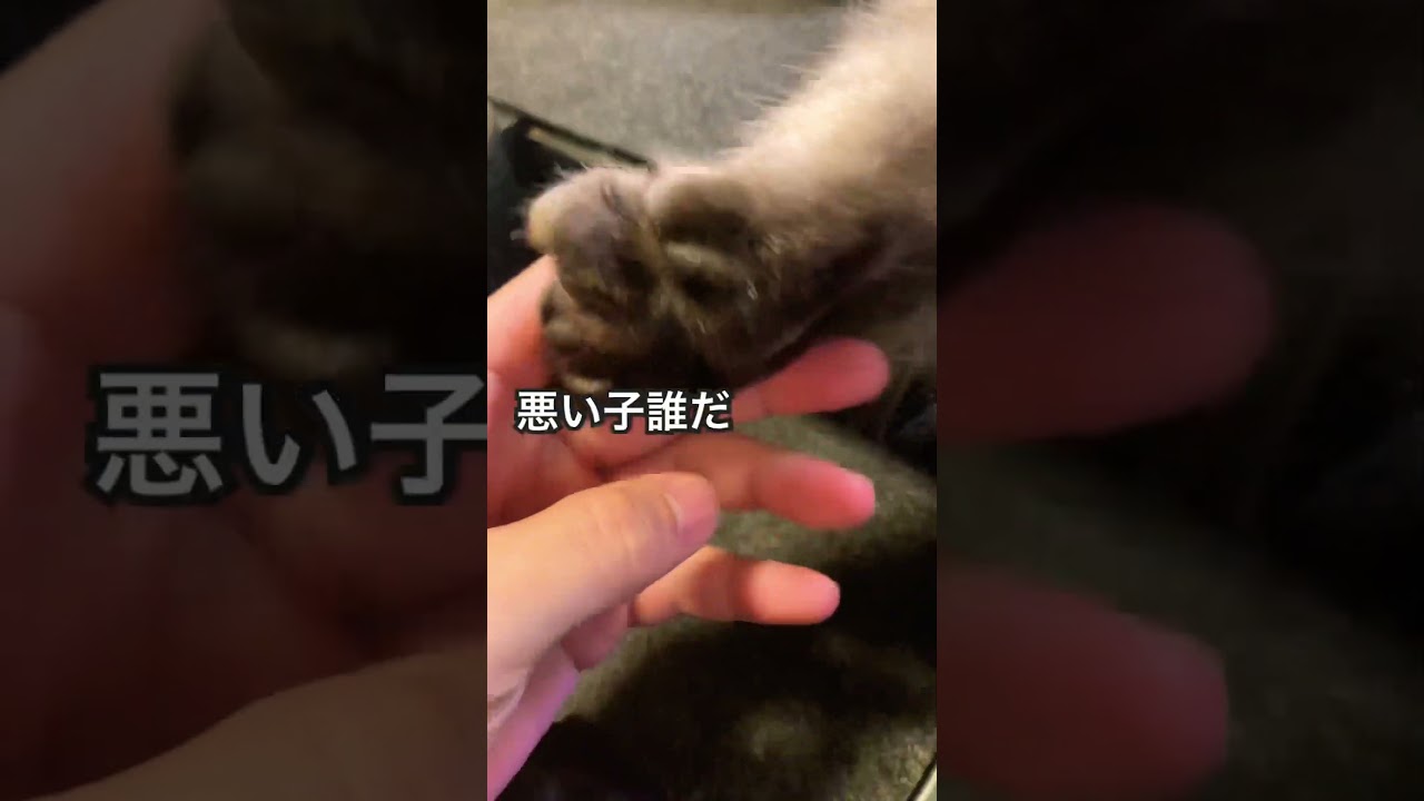 あるよねー #ラガマフィン #猫 #cat #ねこ #癒し #ペット #猫のいる暮らし #cute