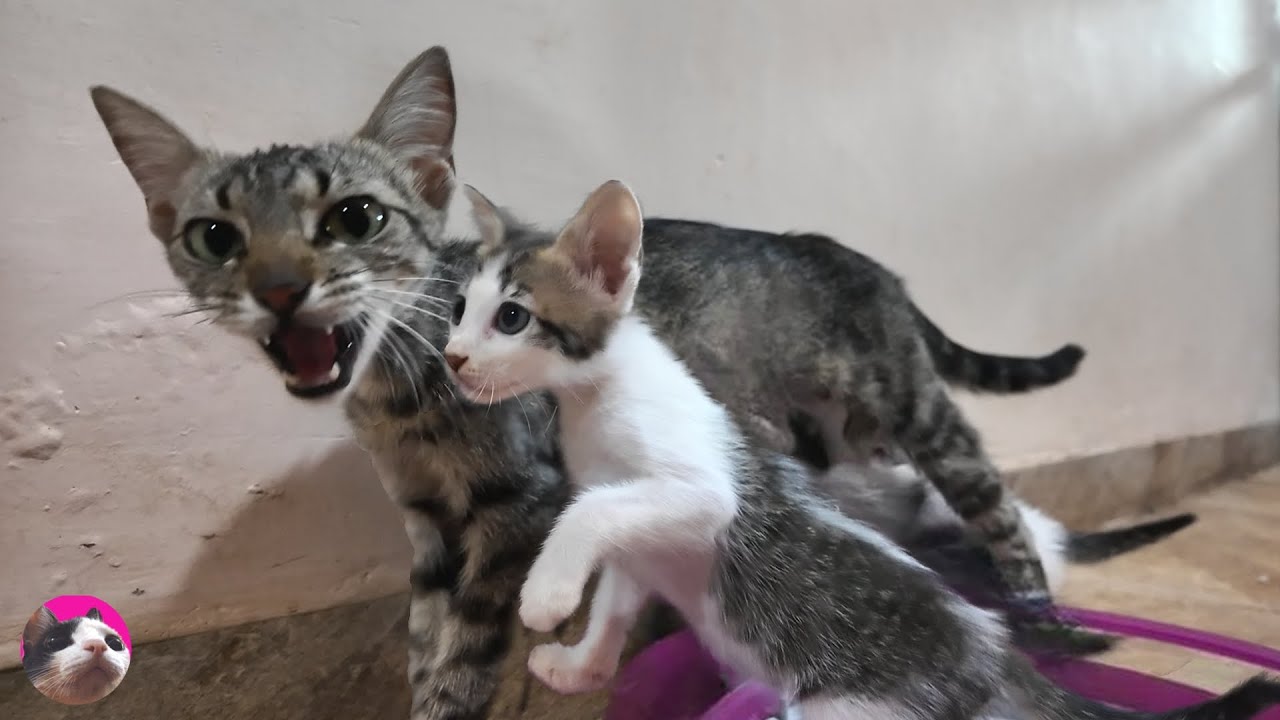 Skinny mother cat who only weighs 1.9 kg rejecting her kittens to encourage them to wean now!