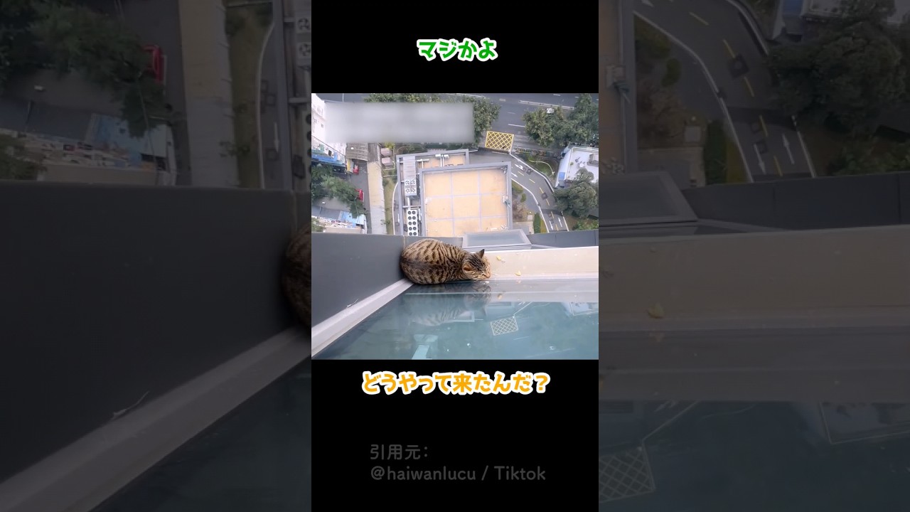 どうやって上がったんだ！？