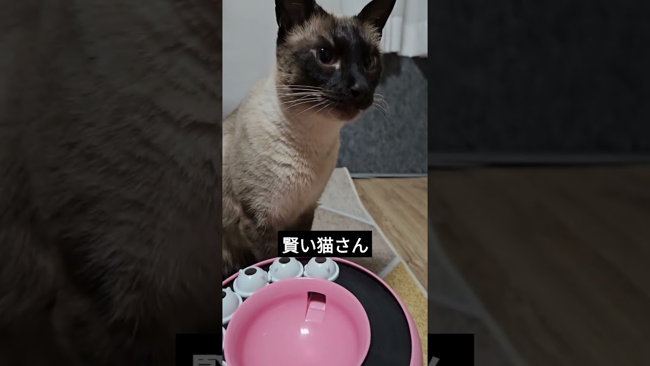 今日も器用におやつを食べる猫さんがこちら。 #シャム猫ひおろ #cat