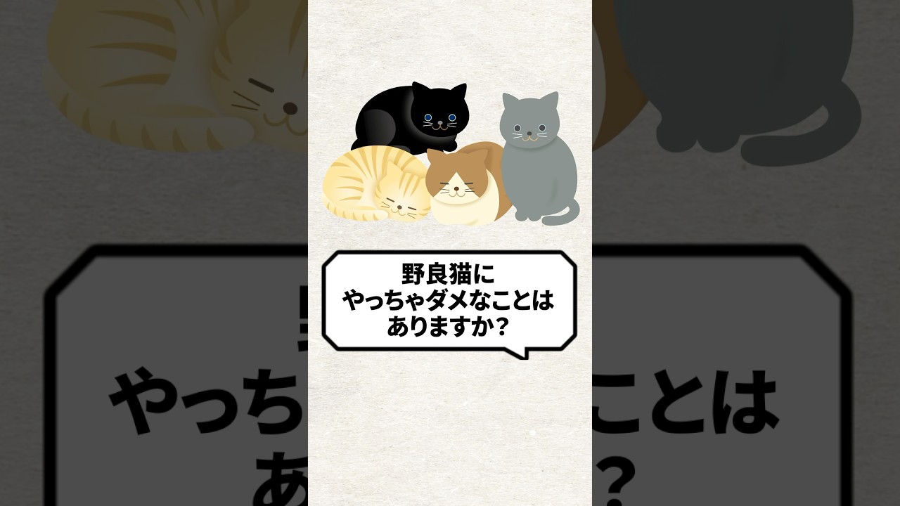 Q：野良猫にやってはダメなことはある？ #猫 #野良猫 #保護猫 #ねこ