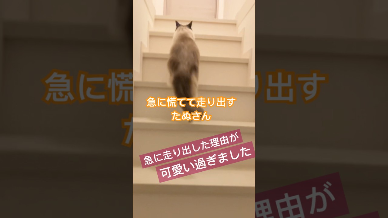 慌ててる理由が可愛い猫さん #ragdolls #cats #shorts #ラグドール #猫のいる暮らし #猫動画 #ショート