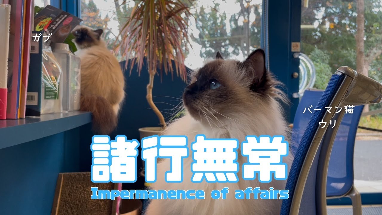 バーマン猫ウリ【諸行無常】Impermanence of affairs（バーマン猫）Birman/Cat
