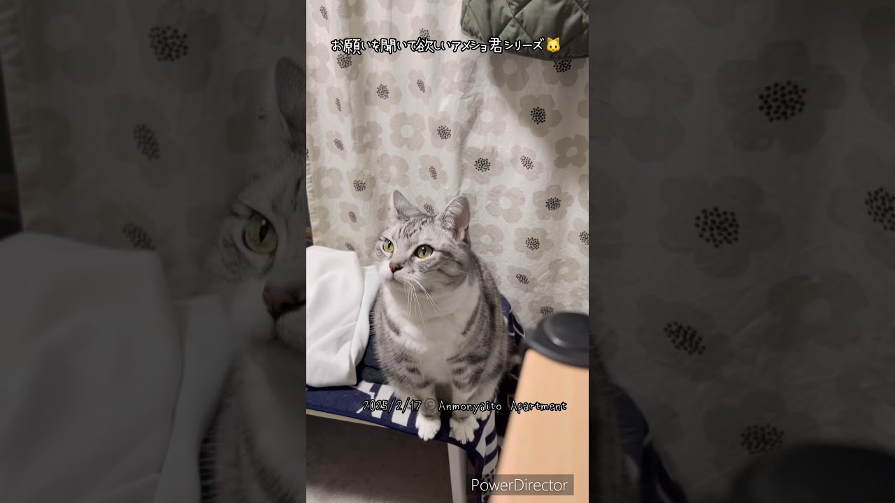 お願いを聞いて欲しいアメショ君シリーズ猫🐱 #猫 #cat
