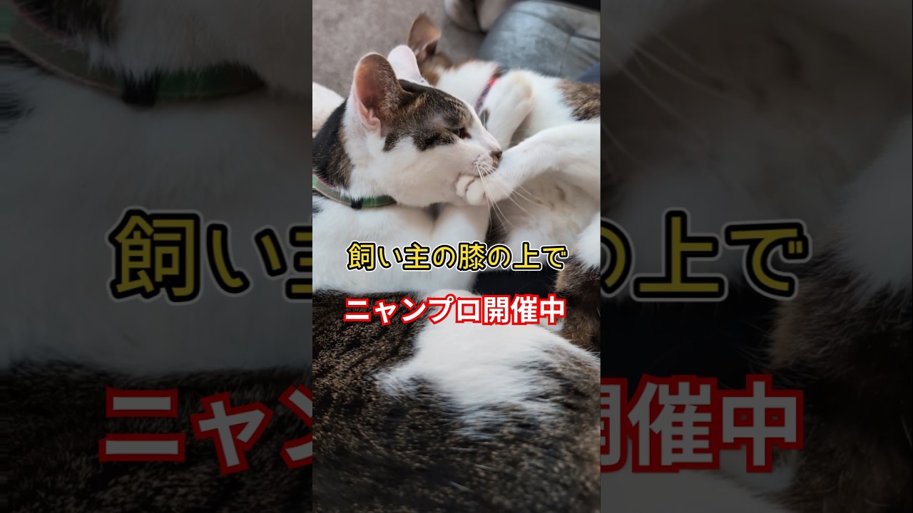 ニャンプロは時と場所を選ばない #かくまる #cat #猫 #ニャンプロ