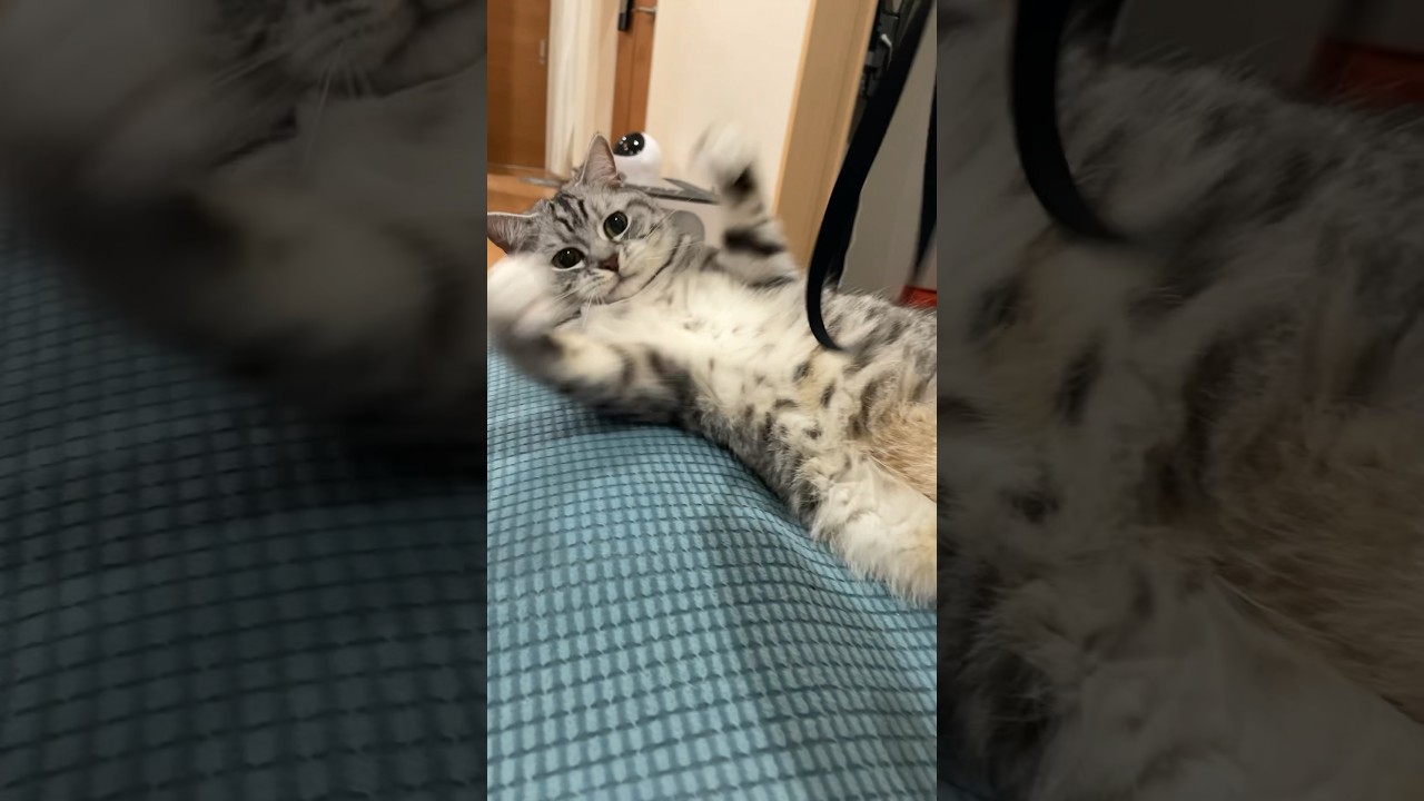 ごまちゃん🫶🏻#ごまむぎちゃんねる #マンチカン #ショートレッグ #ロングレッグ #猫 #cat #cute