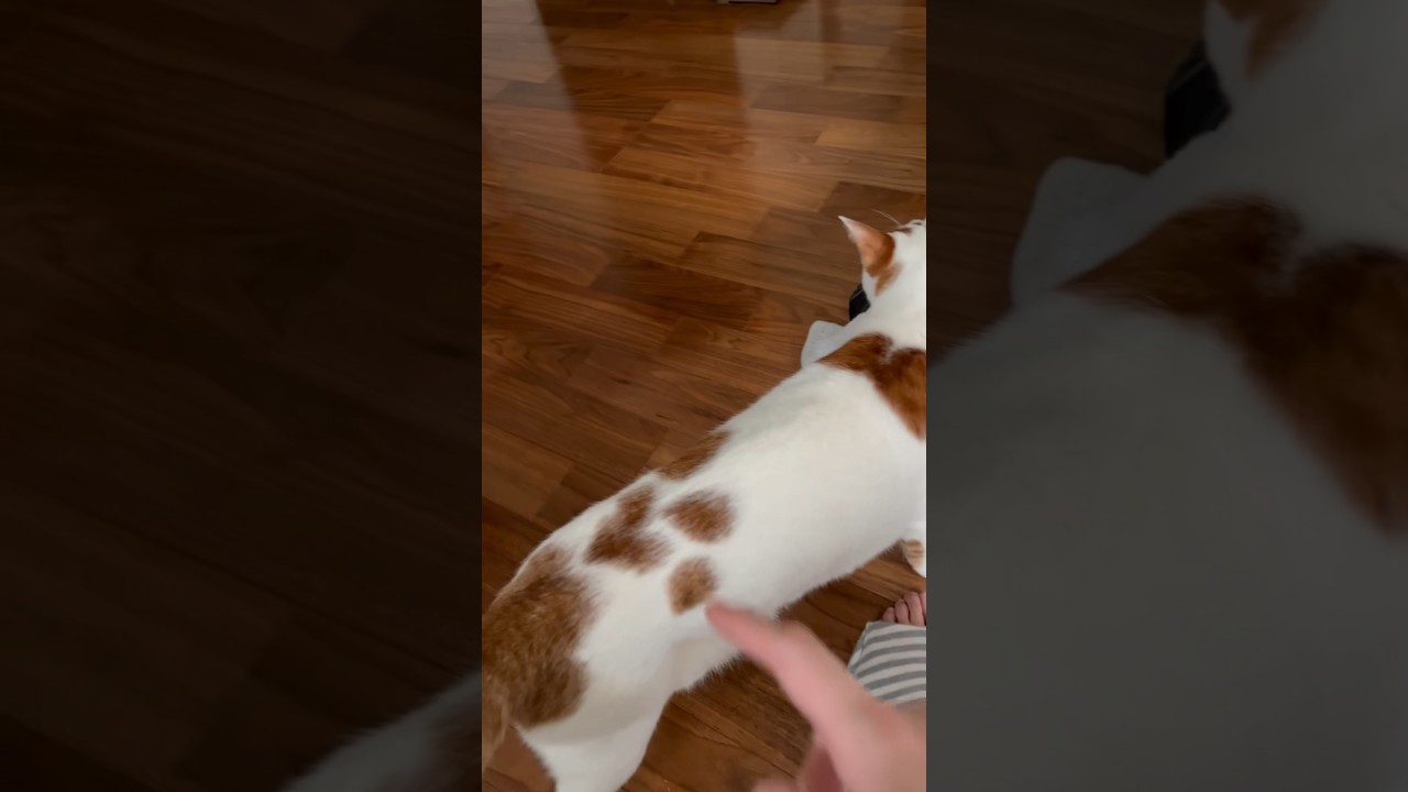 思わずちょっかい出したくなる可愛さ #cat #保護猫 #日本猫