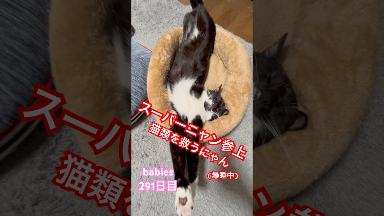 【猫動画】子猫生後291日　スーパーニャン参上！超伸びて爆睡。世界を救う夢見てるかな？#かわいい子猫 #猫のいる暮らし #cat #スーパーマン