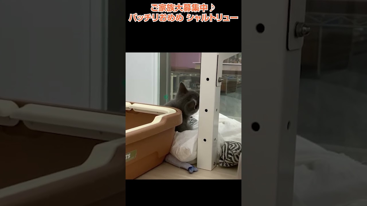 薄いブルーとグレーを混ぜた優しいカラーシャルトリュー🐱【横浜ペットショップ ベルドック】#shorts #猫動画 #猫のいる暮らし #シャルトリュー
