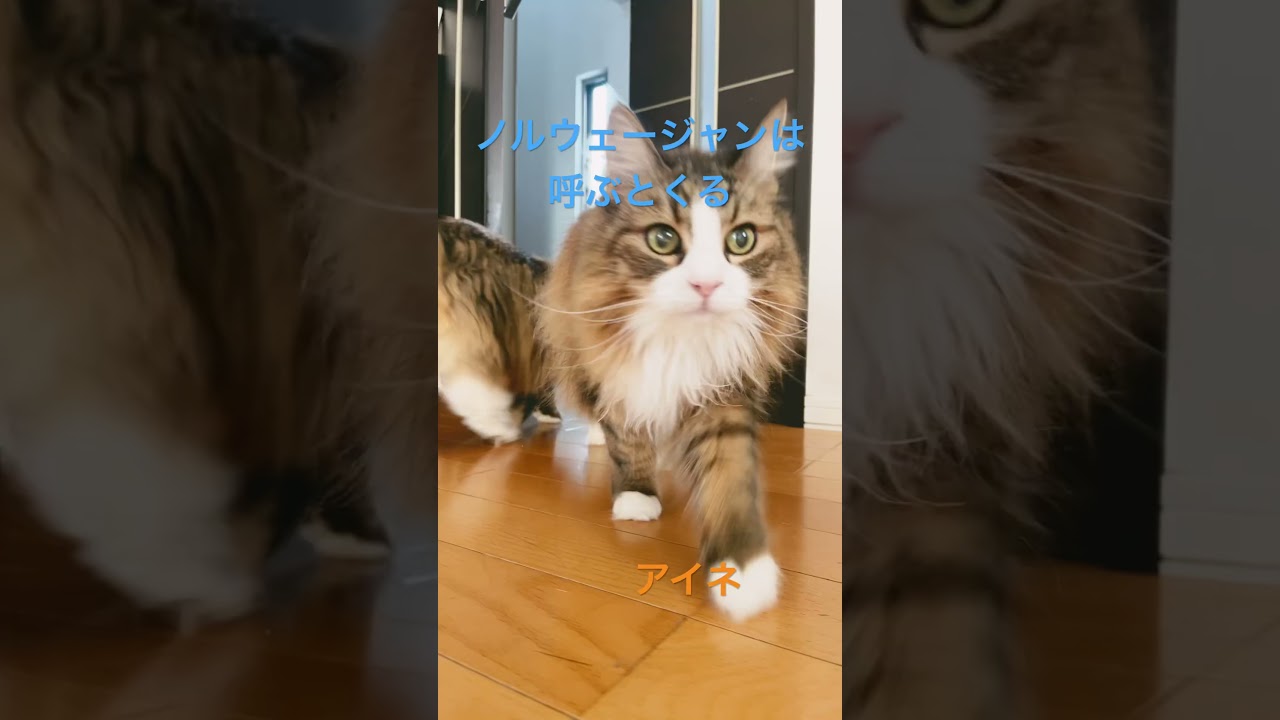 呼ぶとくる猫#shorts #ノルウェージャンフォレストキャット #cat #猫 #猫のいる暮らし #pets