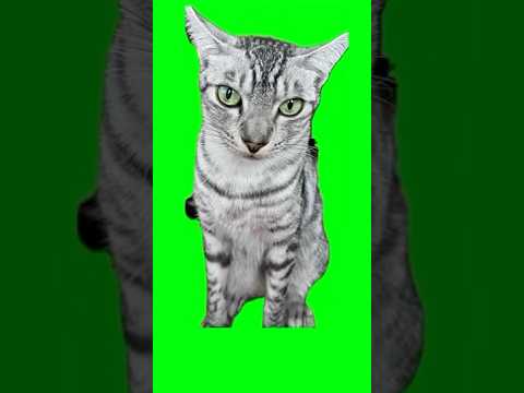 ユキオさんミーム#oiiaoiia#cat #癒し動画 #cute #ocicat#spinningcat