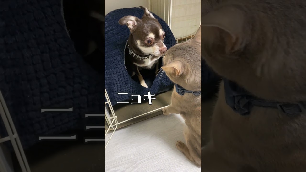 チワワ叩きをする猫 #shorts #アビシニアン #チワワ