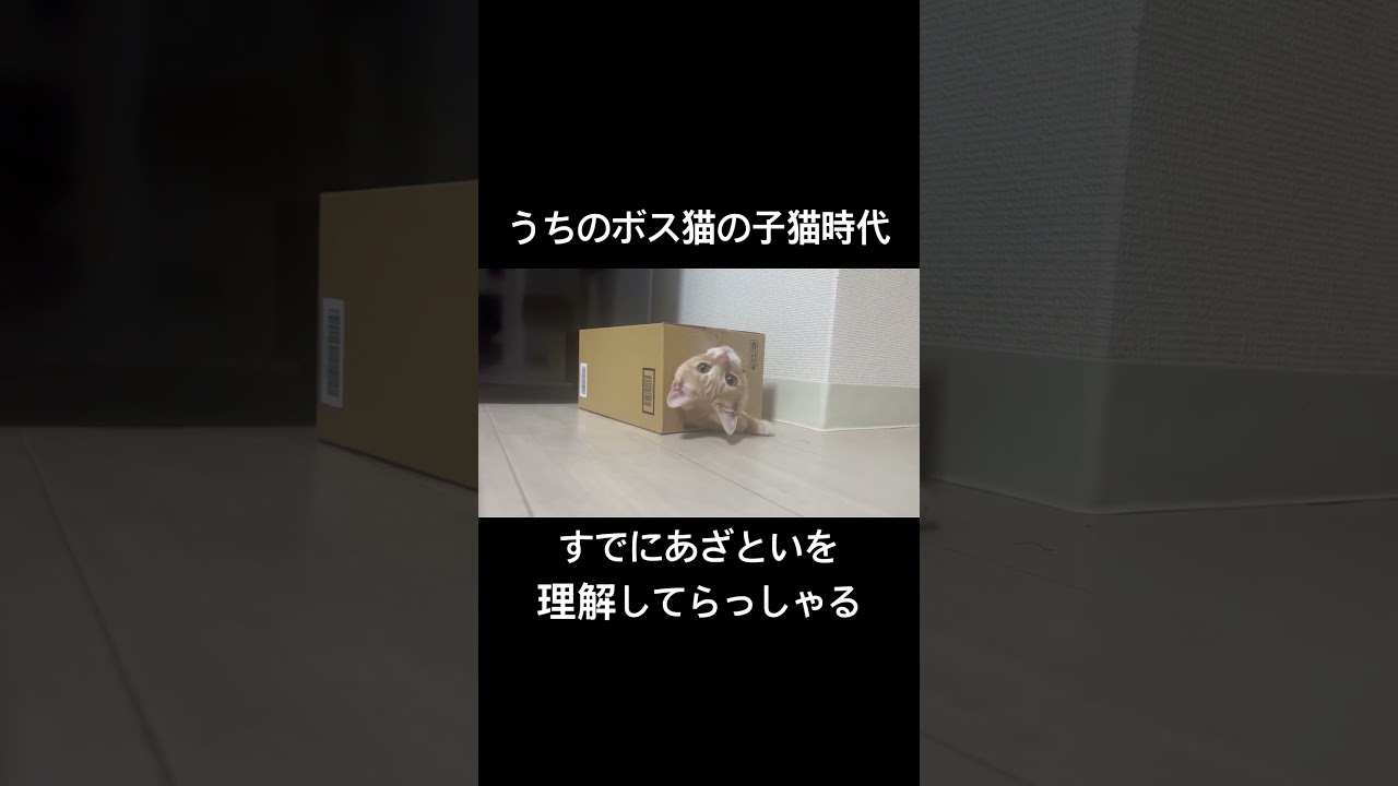 うちのボスマンチカン君の子猫時代#ねこ #マンチカン #子猫