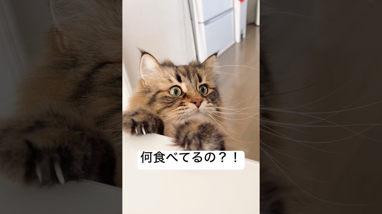 飼い主のお昼ご飯が気になる #猫 #サイベリアン #お昼ご飯