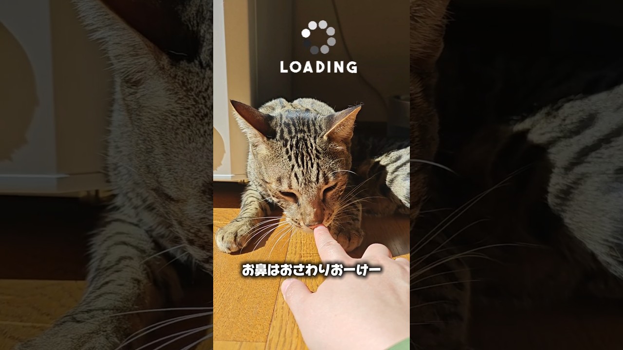 【猫動画】筋肉猫のかわいい一面をお見せします　#cat  #cats #shorts #猫 #ねこ