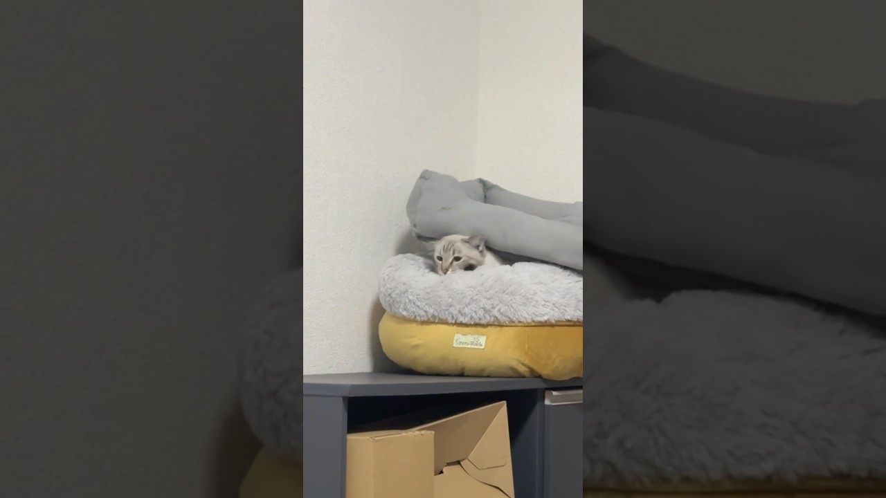 入ったり出たり忙しいシャムトラ　#シャムトラ #元保護猫 #シャムミックス  #cat #猫耳 #kitten  #猫耳 #siamesemix