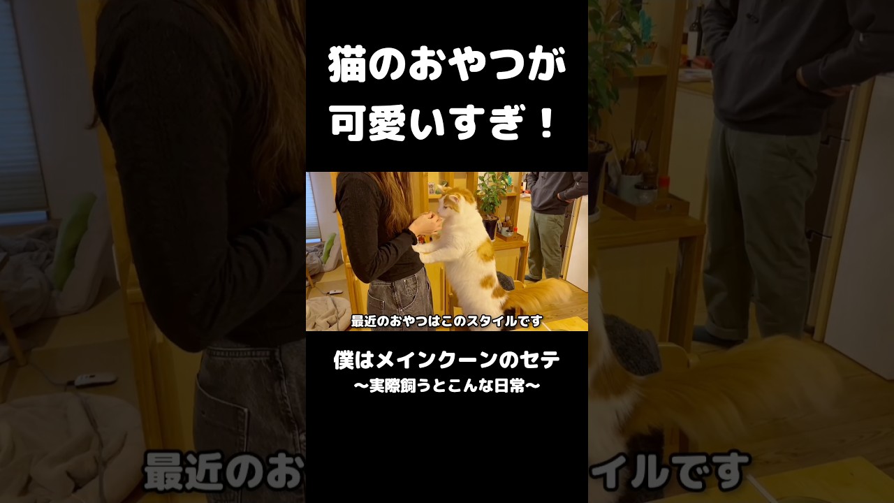 犬みたいな猫 #犬みたいな猫 #メインクーン #猫 #猫のいる暮らし #mainecoon #cat