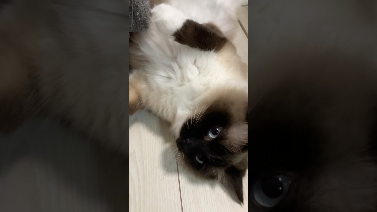 ラグドールのたぬき #歌ってみた #アニメ #anime #aicover #アニソン #ragdoll #猫のいる暮らし #ragdollparcore #cat #ラグドール
