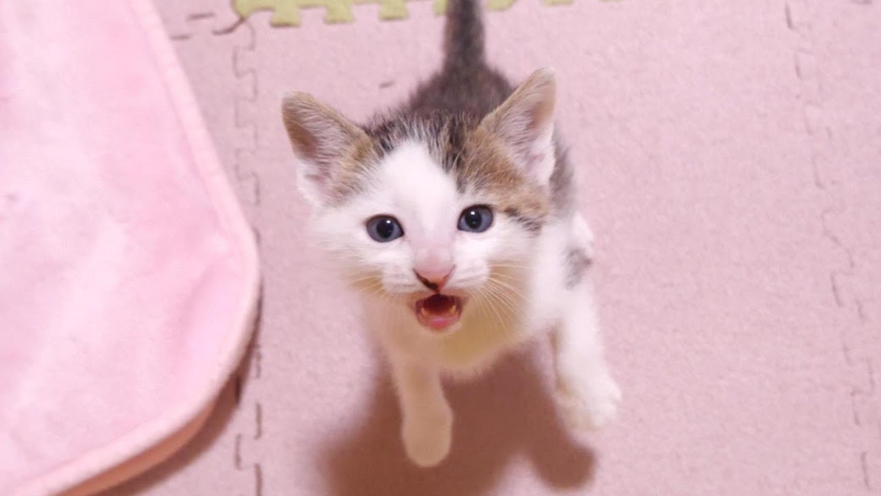小さなニャーニャー隊、ご飯の準備が待ちきれないよ！？【赤ちゃん猫　保護猫】