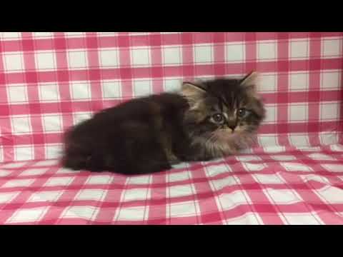 【なんだか守りたくなる】マンチカンちゃん