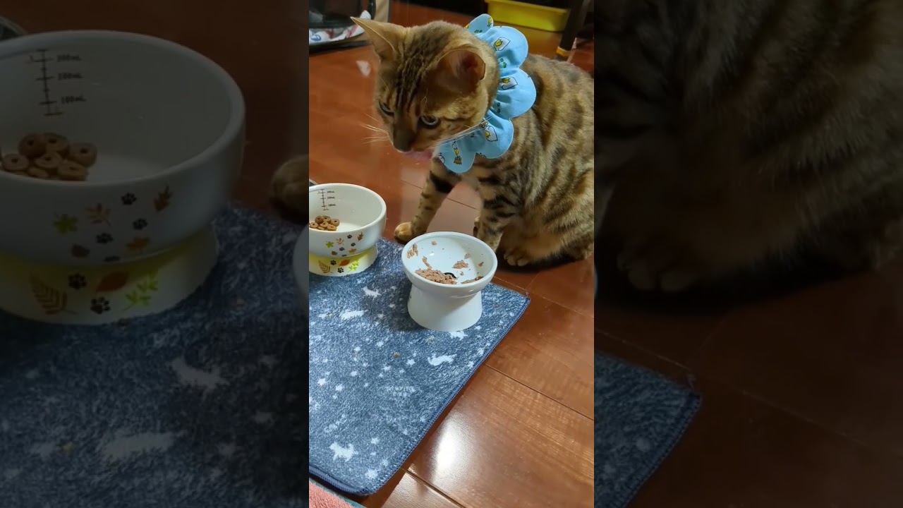 ザビエル首輪とご飯 #cat #ベンガル #猫 #ねこ #猫のいる暮らし #bengalcat #kitten #shorts