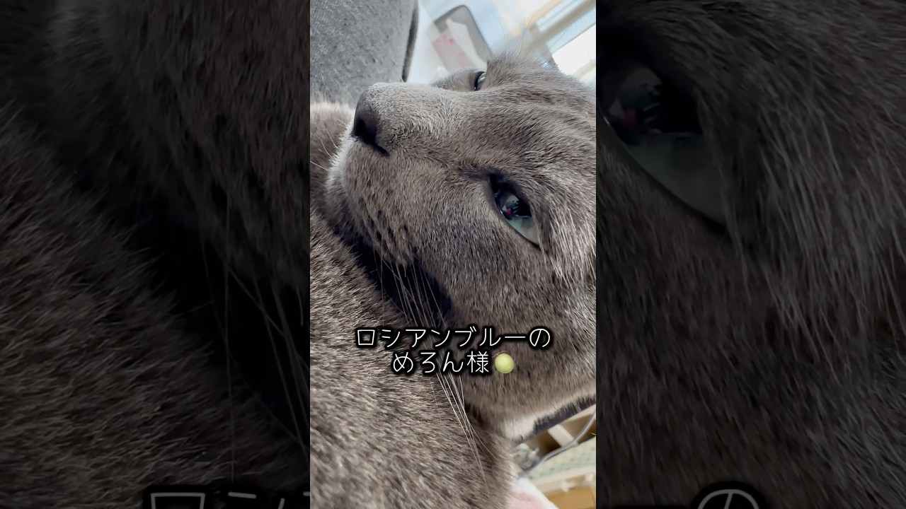 【ロシアンブルー】甘えん坊めろんは私のお膝の上です🥰【猫】#shorts