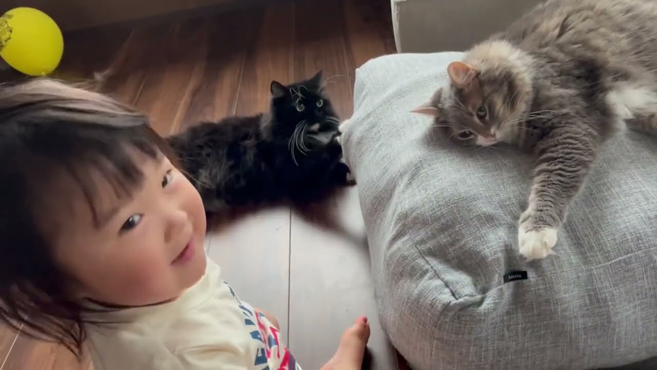 まだまだ先住猫から信頼されてない猫　サイベリアン