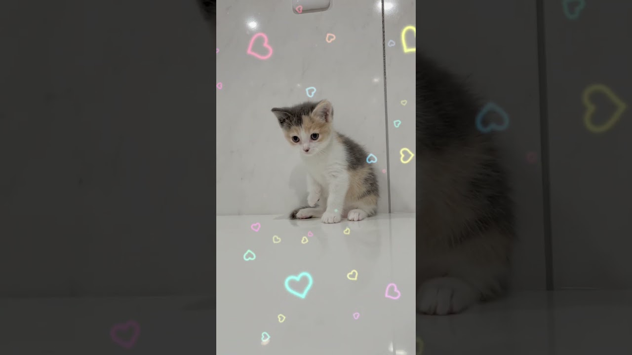 マンチカン長足女の子🩷 【お問合せ詳細は説明欄に記載あります】 #スクーカム #ブリーダー直販 #マンチカン #ミヌエット #ラパーマ #子猫 #子猫販売 #猫 #猫のいる暮らし #猫動画