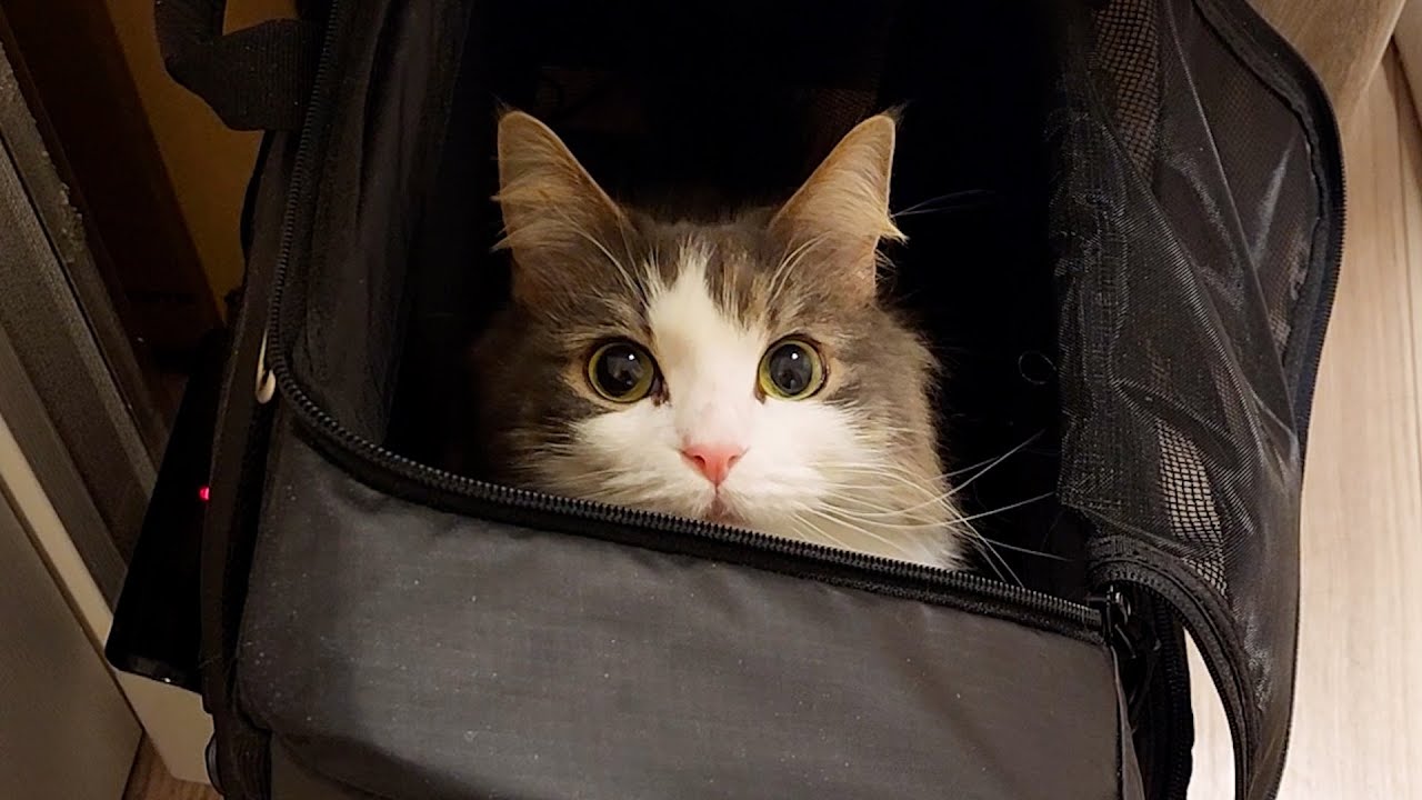かわいい破壊力がヤバすぎるノルウェージャンフォレストキャット【猫動画】