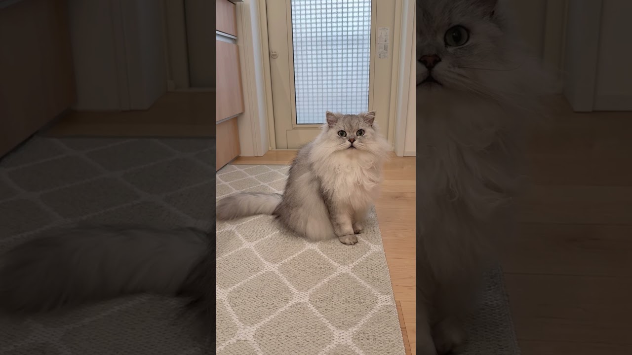 猫がひたすら何かを訴えかけます 【サイベリアン】 #Shorts