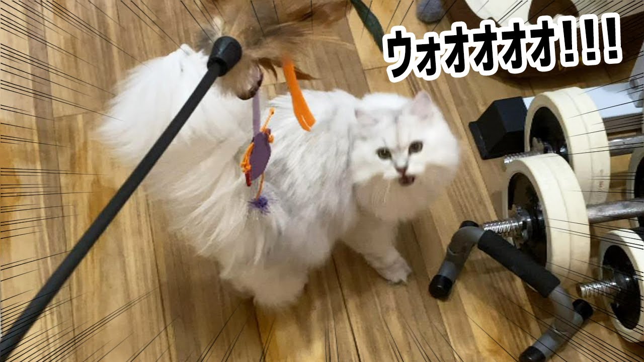 新しいおもちゃに吠える猫【ペルシャ猫 チンチラシルバー】