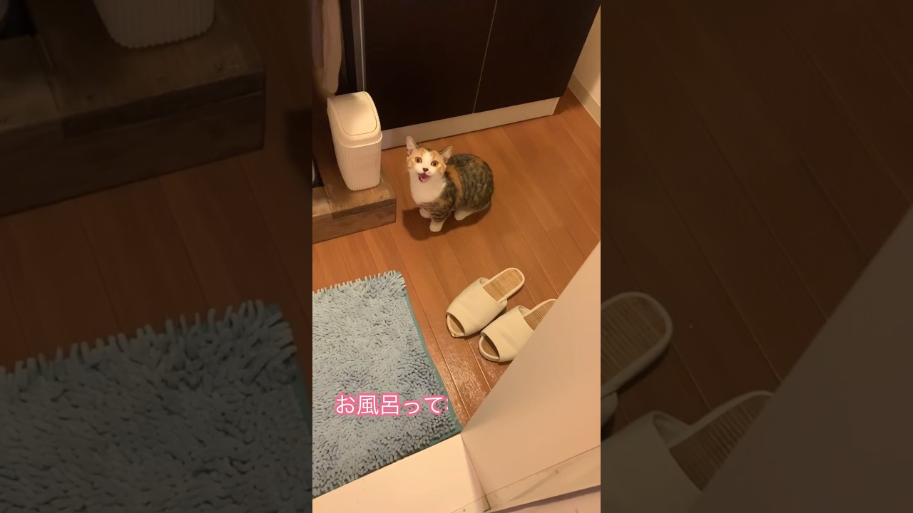 【遺憾の意】お風呂に入れようとすると断固抗議する猫 #マンチカン