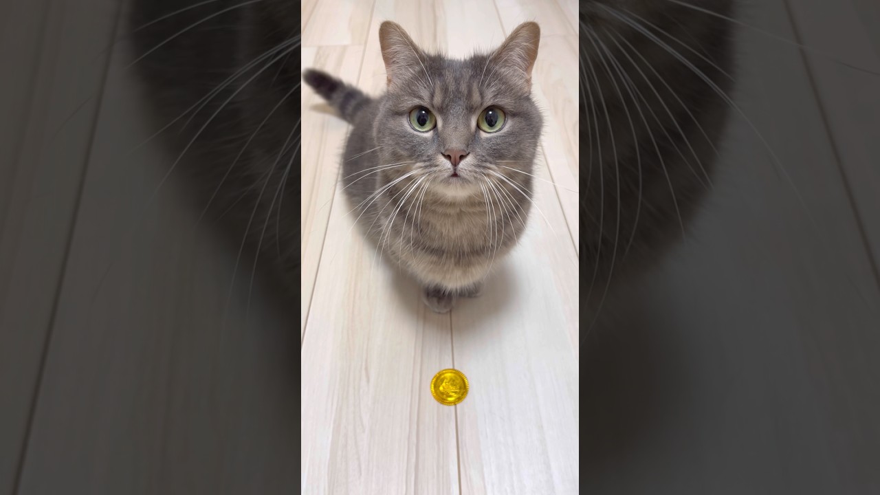 猫に見惚れていたらネコババされました...#shorts #猫 #マンチカン