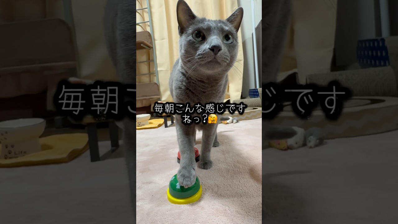 【ロシアンブルー】めろんの得意技⁇ベル押し🛎️いっぱい🤗【猫】#shorts
