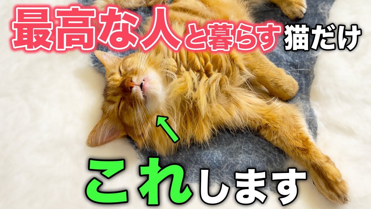 【完全版】最高な飼い主と暮らしている猫がみせる行動9選